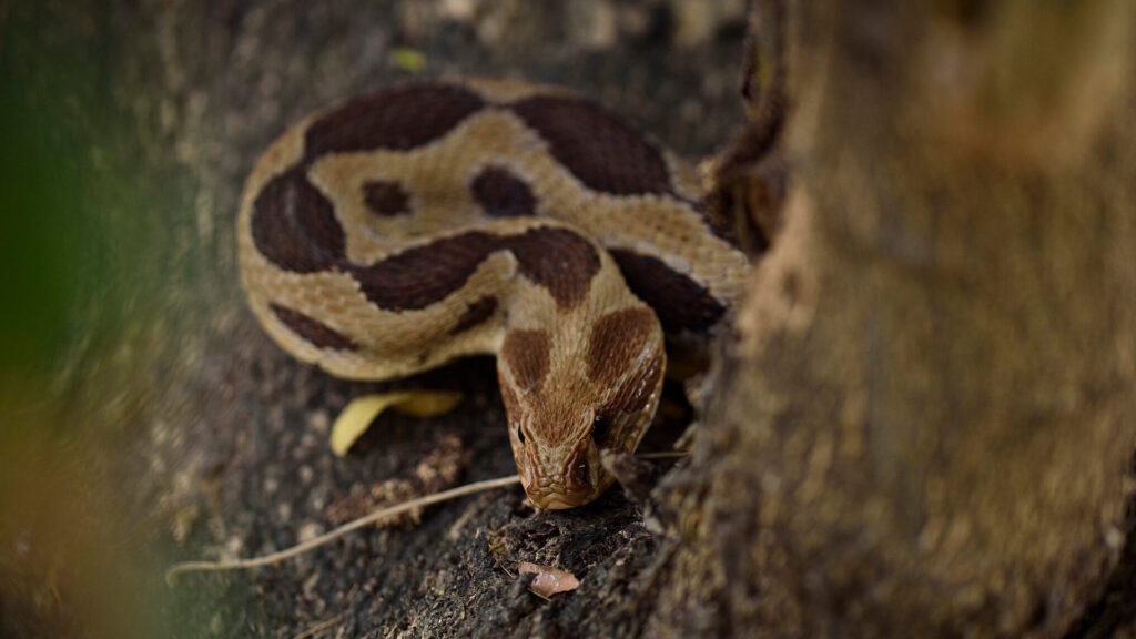 A Russell’s viper coiled on the ground near a tree trunk, its brown body patterned with darker oval spots, blending into the earthy surroundings.