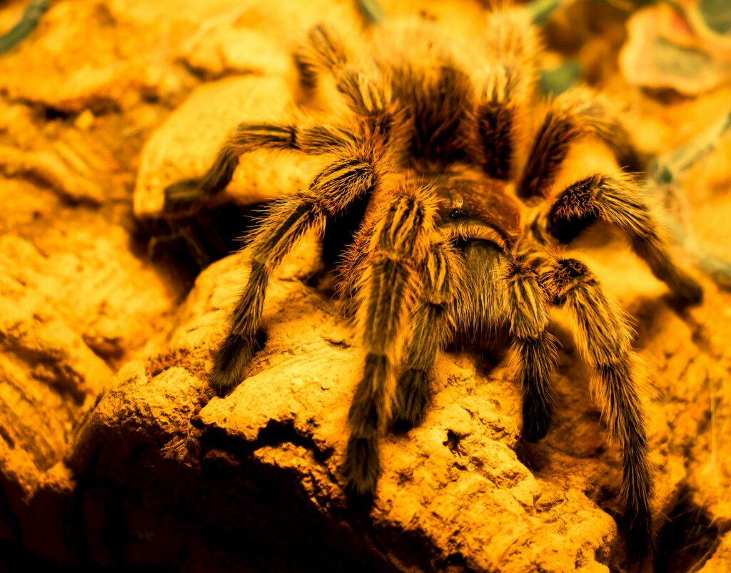 A tarantula perched on a rock, showcasing its hairy legs and distinctive body in a natural setting.