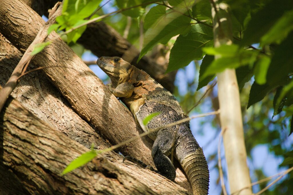 A lizard climbs a tree, its body positioned against the rough bark, highlighting its agile movement and natural habitat.