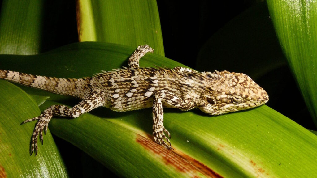 A sleeping Salea horsfieldii lizard lying motionless on a green leaf