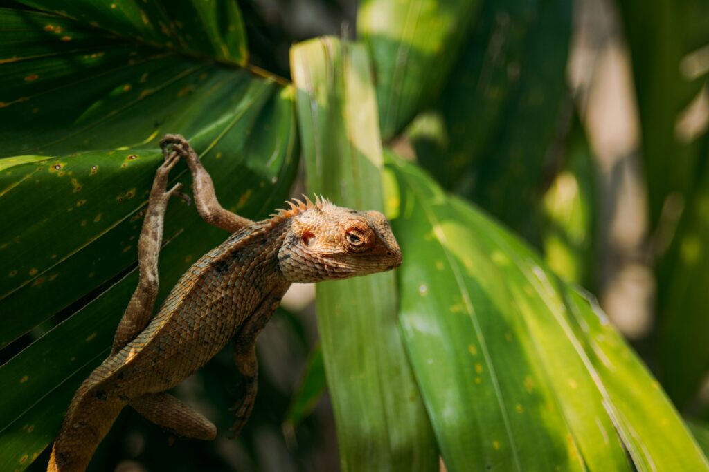 A small lizard climbing up a green leafy plant.