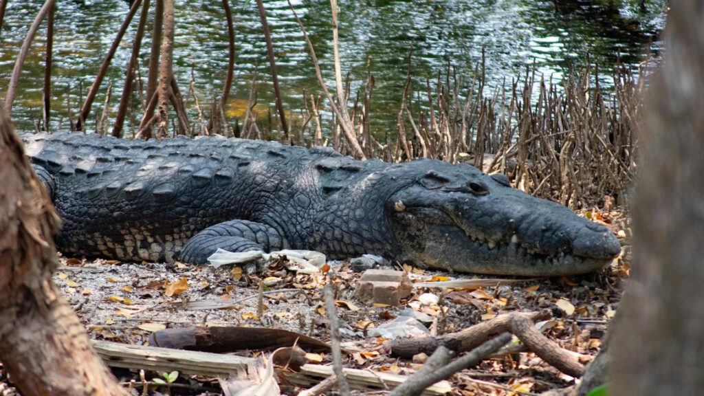 A saltwater crocodile resting in the natural wetland habitat of Tampico, México