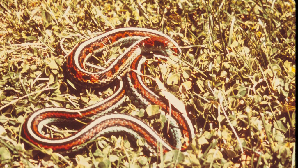 A San Francisco garter snake with vibrant red, black, and blue-green stripes is coiled on grass and clover in a sunlit field.