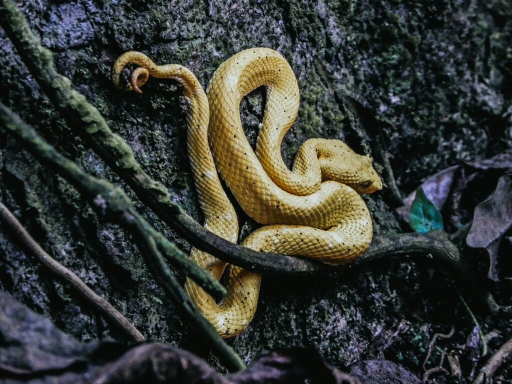 A vibrant yellow snake coiled on a tree branch, blending with the foliage in a natural setting.