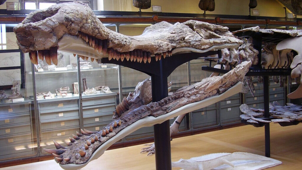 Museum display of a Sarcosuchus skull fossil, featuring a long, narrow snout filled with numerous sharp teeth, supported by a metal frame