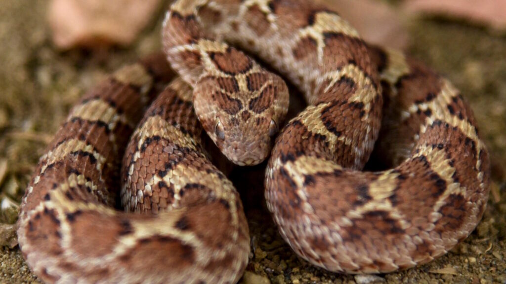 A coiled saw-scaled viper with distinct brown and tan patterns blending into the sandy ground, its head raised slightly in a defensive posture.