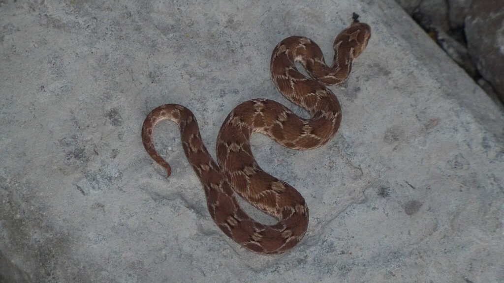 Saw-scaled viper coiled on the ground