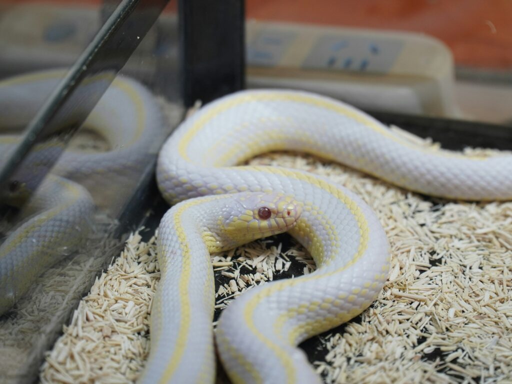 A white and yellow snake coiled in a cage, showcasing its vibrant colors and intricate patterns against the metal bars.