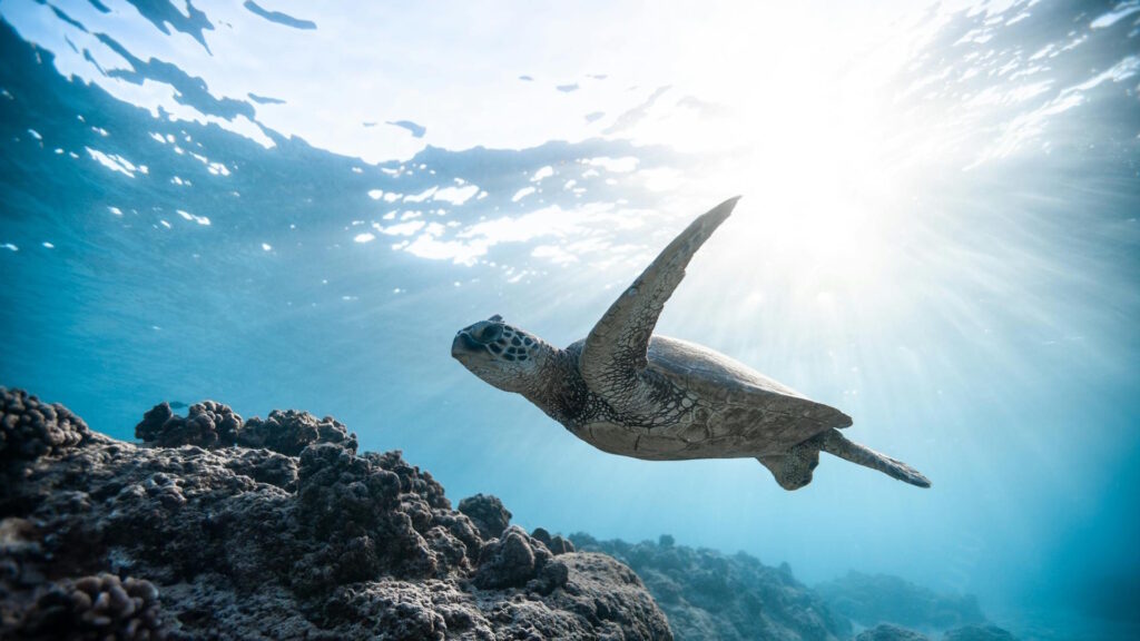 A serene sea turtle swims gracefully through clear Hawaiian waters beneath sunlit rays.