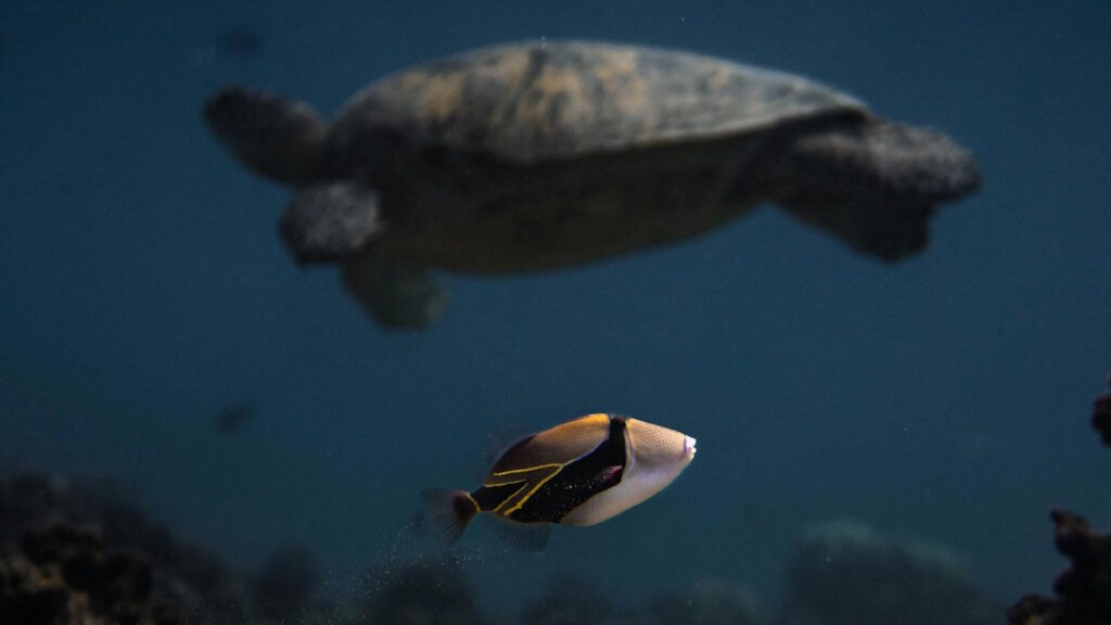 A sea turtle and a reef fish navigate through a complex underwater environment.