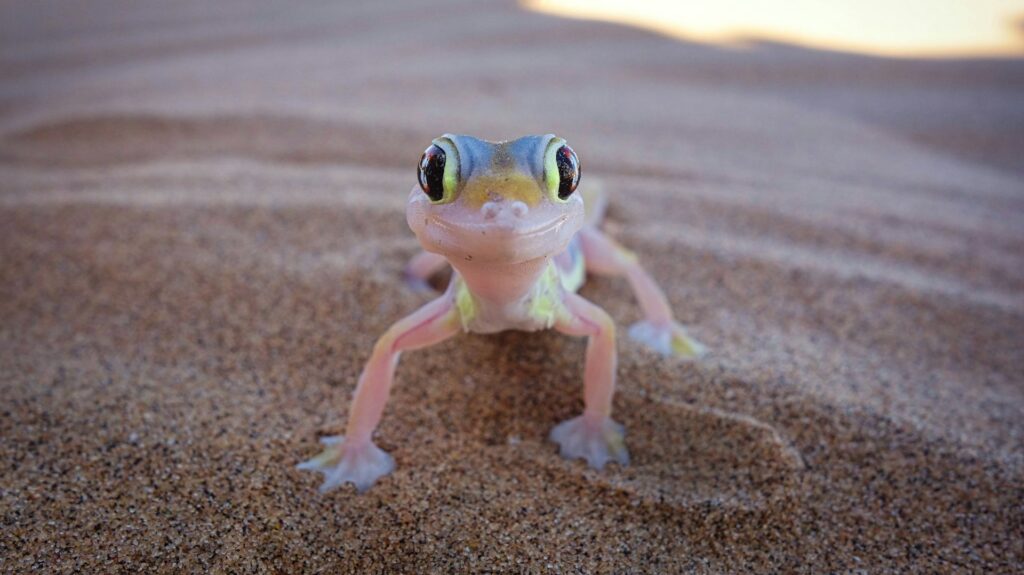 A gecko with large eyes stands alert on the sandy ground, blending into its natural desert habitat.