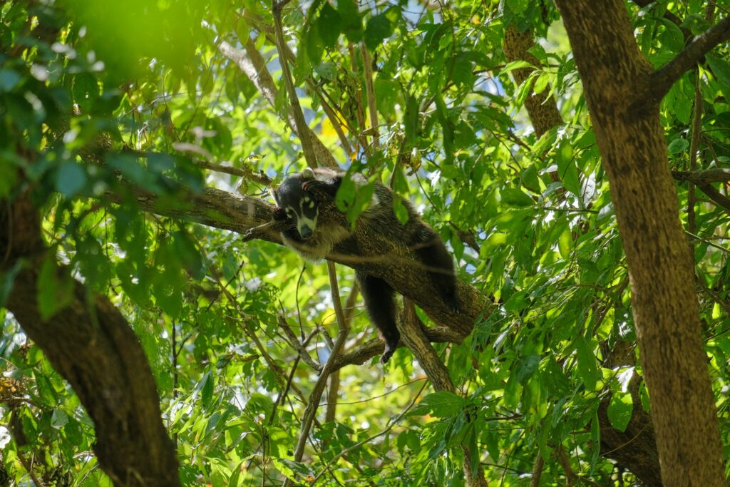 A Coatimundis perched on a tree branch, looking curiously at its surroundings.