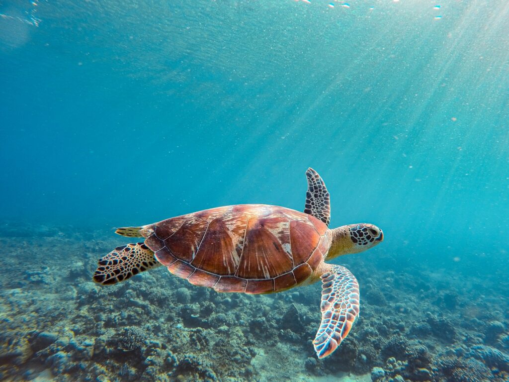 A turtle glides gracefully through the ocean, illuminated by warm sunlight filtering through the water.
