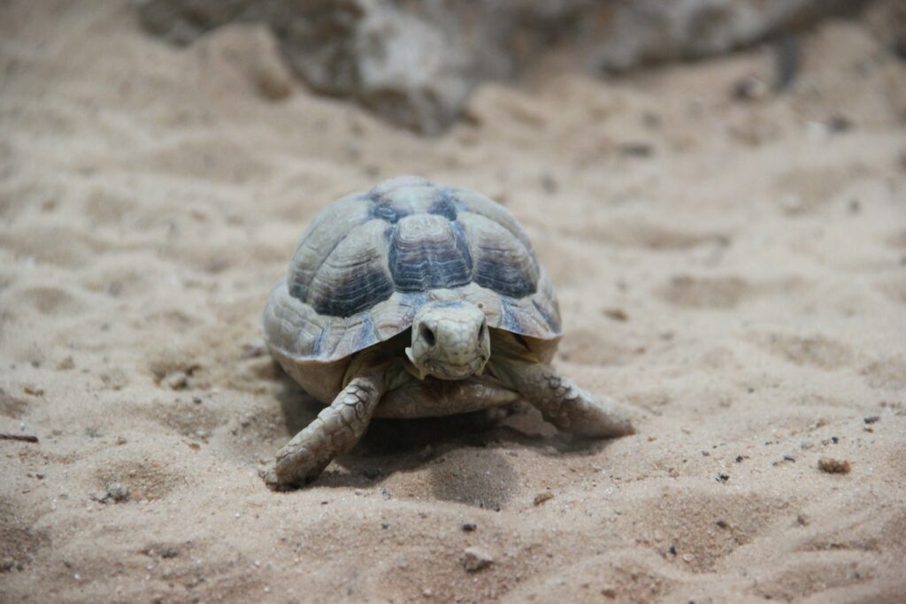 A small turtle slowly traverses the sandy beach, leaving tiny footprints behind as it explores its surroundings.