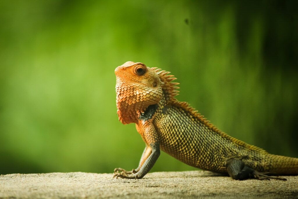 An orange lizard perched on a rock, blending with its natural surroundings in a sunny outdoor setting.