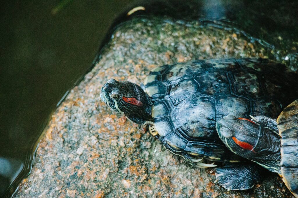 A pair of turtles resting on a rock in tranquil water, showcasing a peaceful moment in nature.
