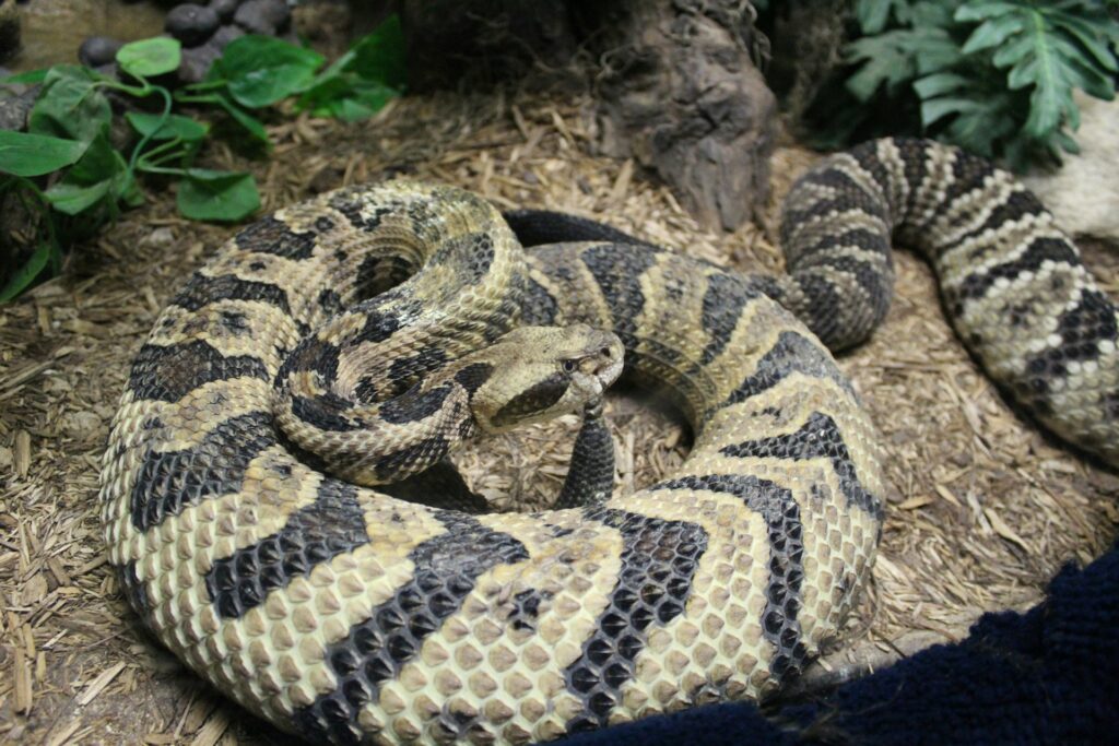 Deadly rattle snake with a very serious warning look.