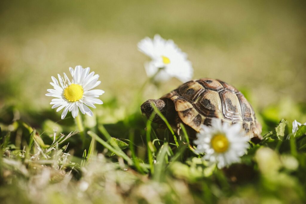 A small tortoise walks through lush green grass dotted with cheerful daisies, enjoying a sunny day outdoors.