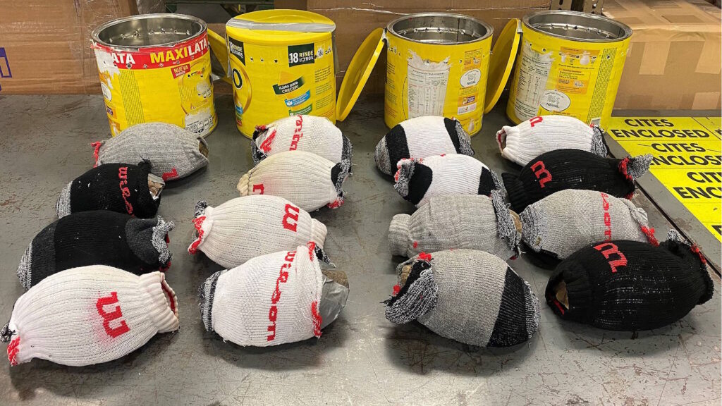 Dozens of smuggled Mexican box turtles wrapped tightly in socks and fabric are displayed in rows on a warehouse floor