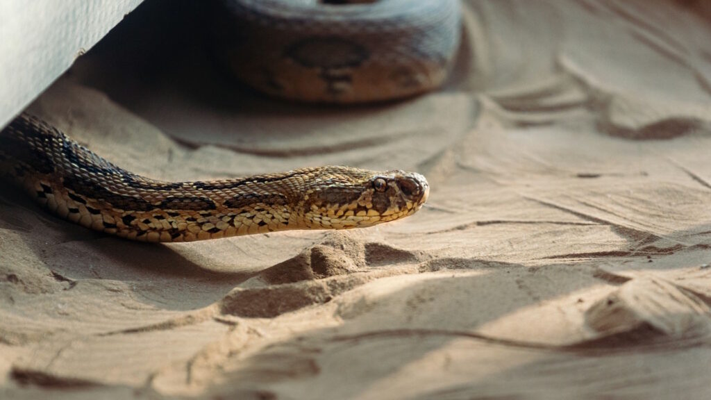 A snake crawling on sand