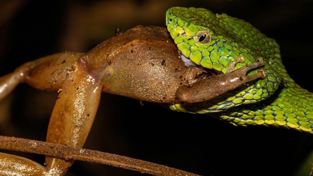 A green snake captures a frog in a dramatic wildlife scene in Costa Rica.