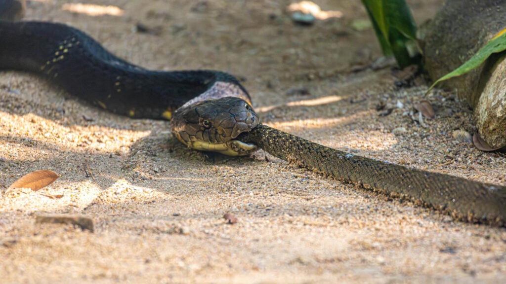 King Cobra Eating Prey on Sandy Ground