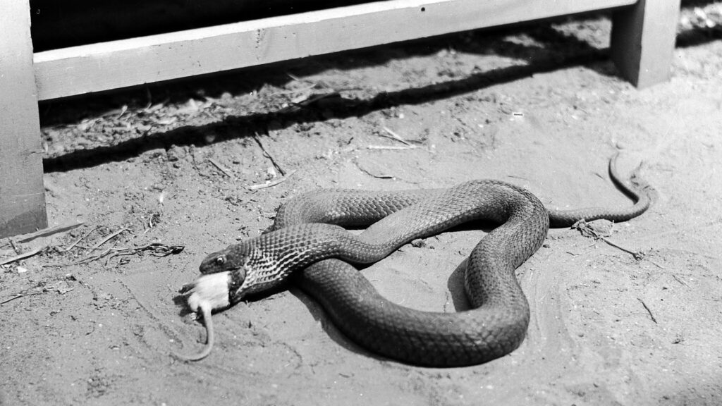 A snake consuming a rodent headfirst, its jaws stretched around the prey.