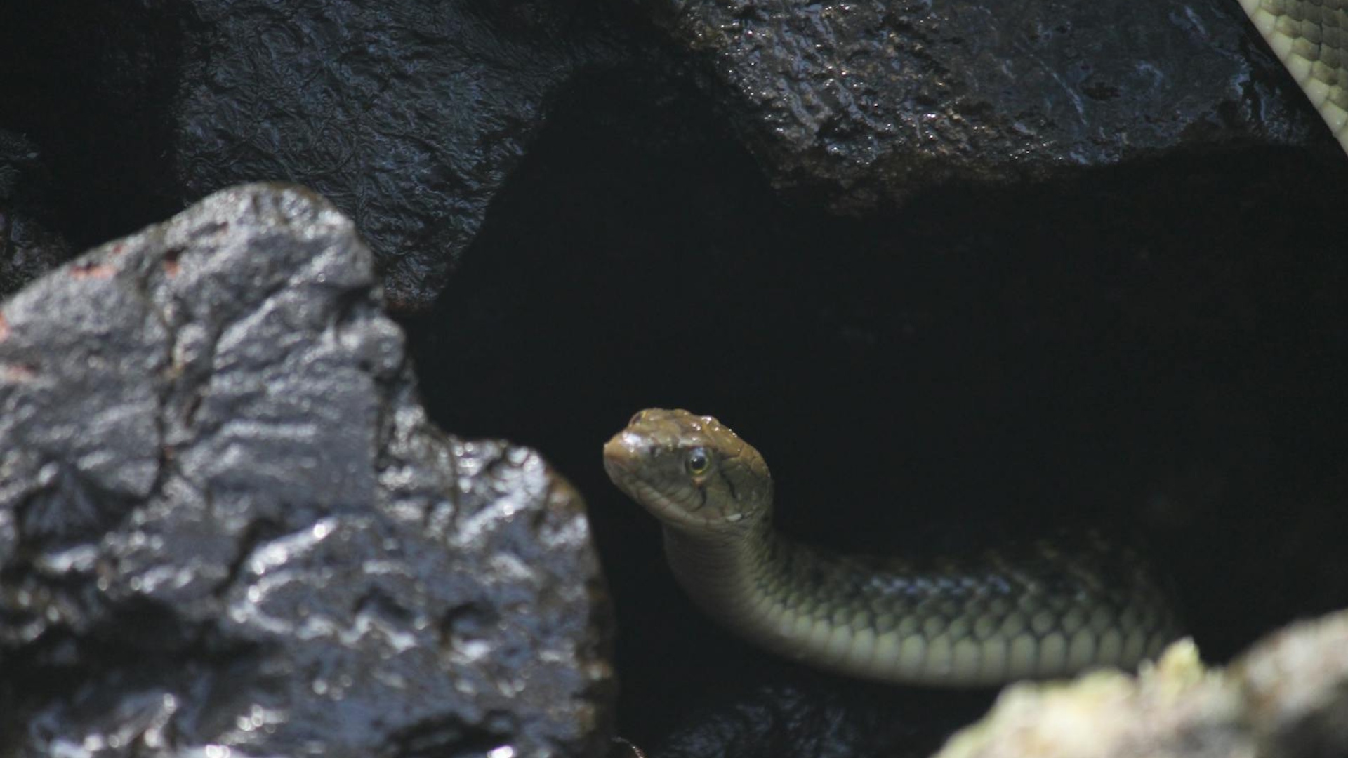 A venomous snake emerges from rocky cover