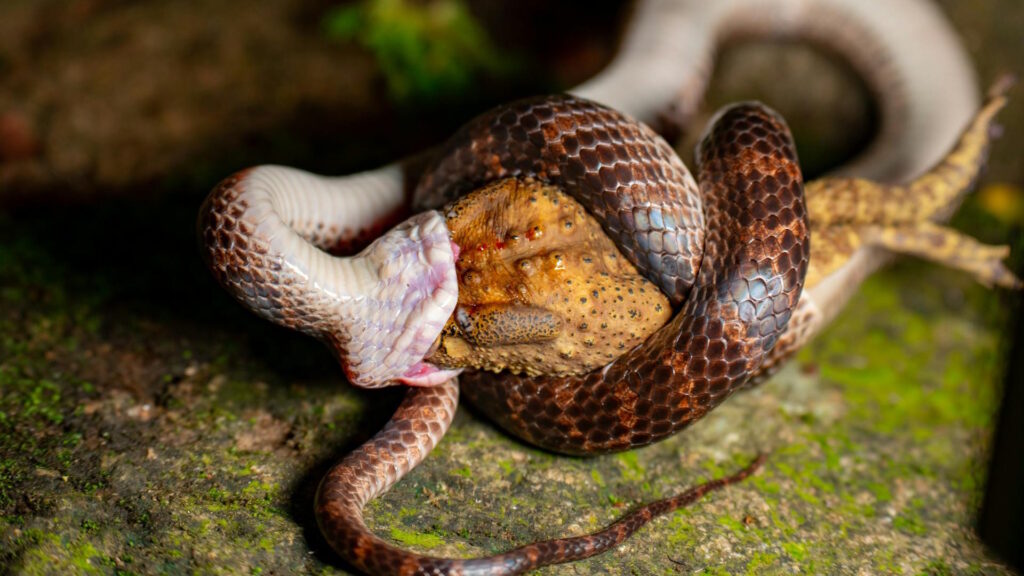 A snake preying on a frog in Taipei's wilderness, capturing raw wildlife action.