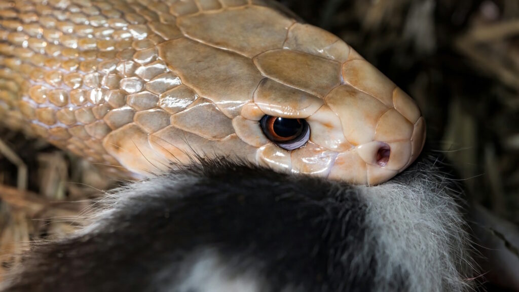 Close-up of a snake in the act of preying, with its mouth open and partially around an unidentified animal.