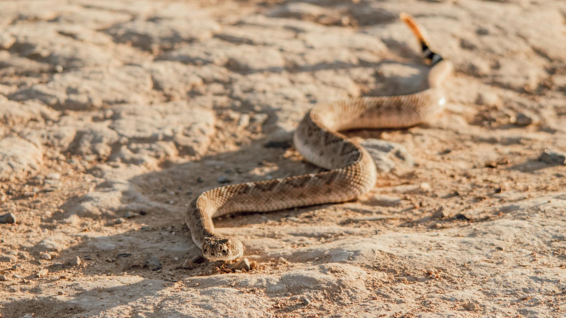 Close-up of a rattlesnake slithering on sunlit desert ground.