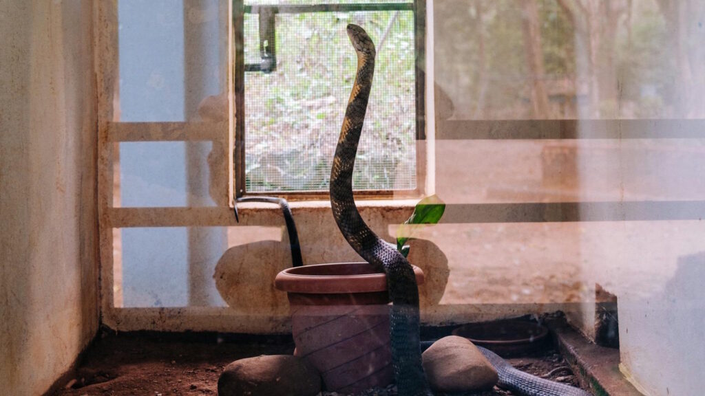 King Cobra in enclosure at a wildlife facility in Chembanoda, India.