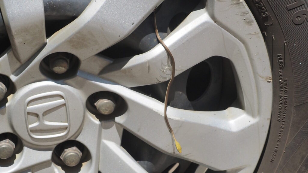 Close-up of a small snake protruding from the rim of a parked car's wheel, illustrating how reptiles find refuge in warm, enclosed spaces like vehicles.