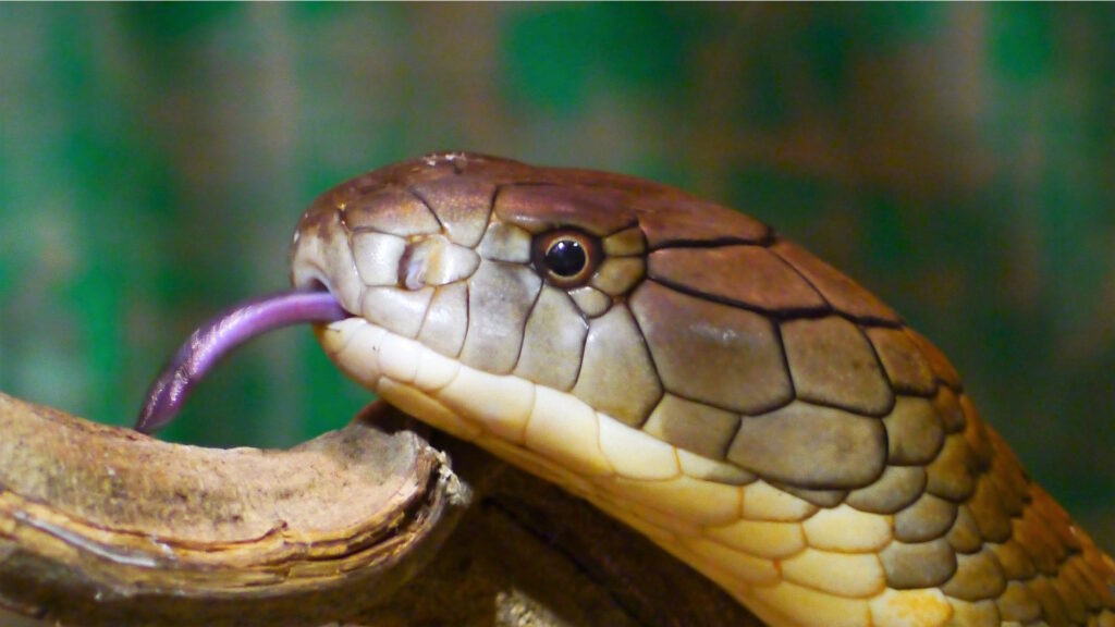 Closeup of King Cobra with it's tongue out