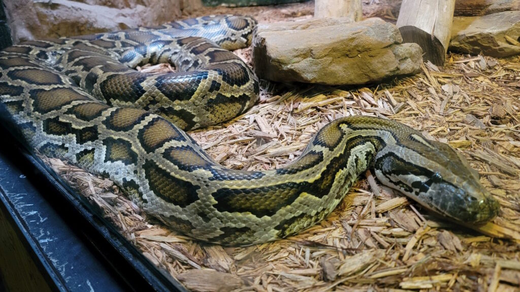 A large patterned snake lying on a bed of dry wood chips inside a terrarium, with rocks and wooden structures nearby.