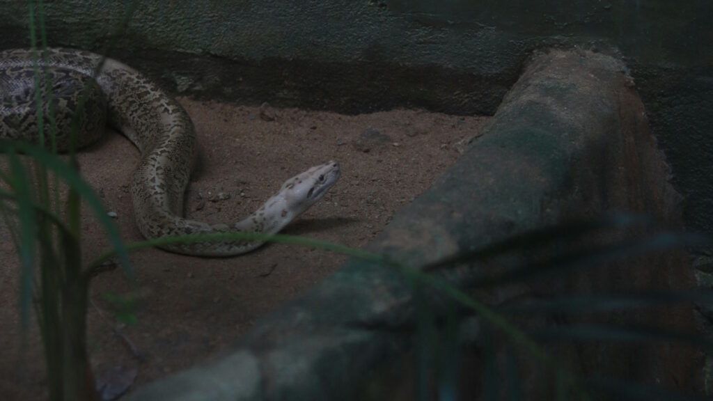 Snake resting quietly on dirt in a minimal enclosure