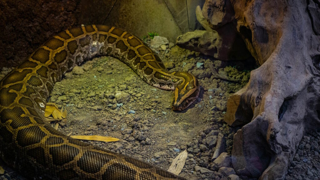 A brown and gold patterned snake resting on a rocky surface next to a large piece of driftwood.
