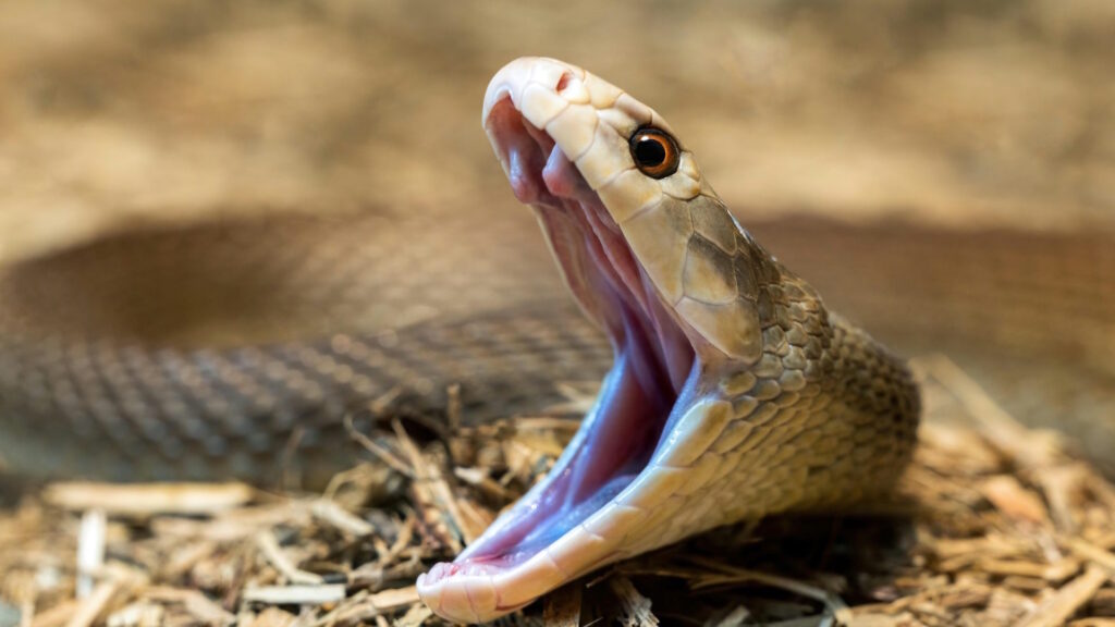 Close-up of a venomous snake with its mouth open, poised to strike.