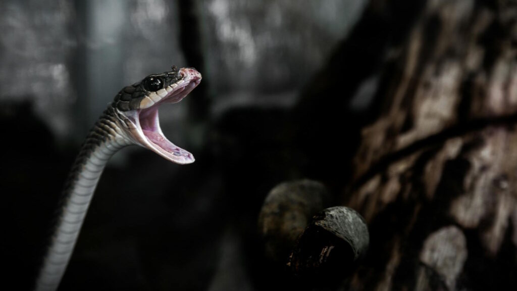 Dramatic close-up of a venomous snake with open mouth, poised for a rapid strike