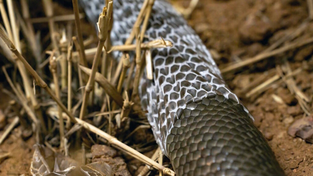 Close-up of a snake with partially shed skin lying on dry soil, showing signs of incomplete shedding.