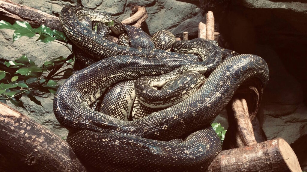 Large, coiled snake resting on branches inside a captive enclosure