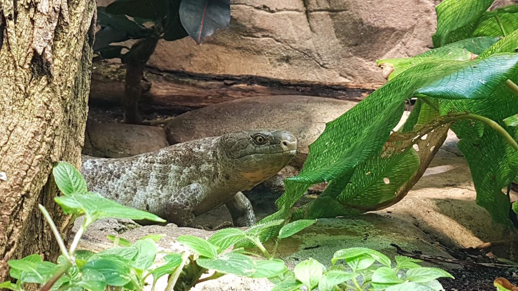A Solomon Islands skink resting on a branch inside the Berlin Aquarium, showcasing its distinctive scales and prehensile tail.