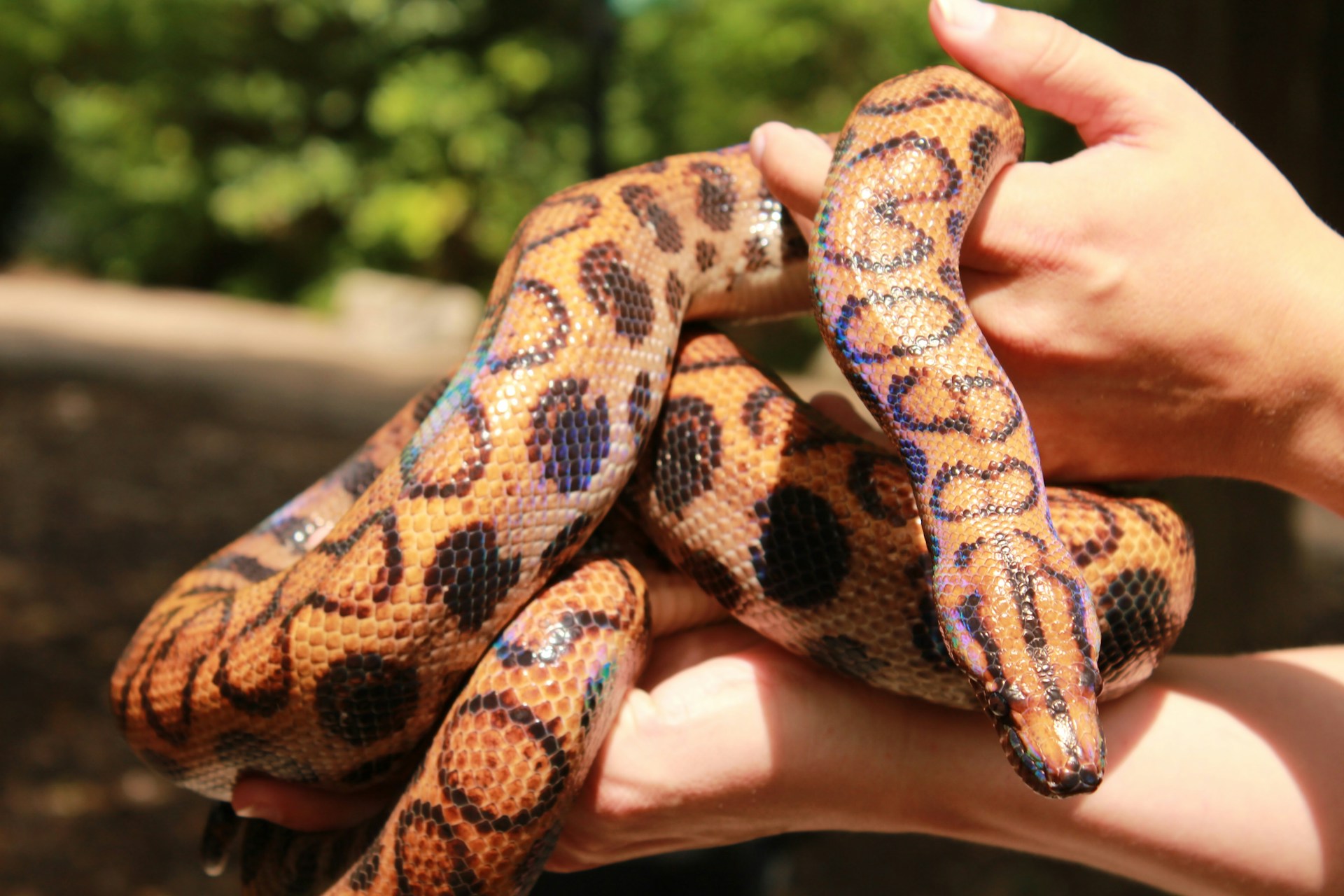 How to Spot Health Issues in Your Pet Snake Early