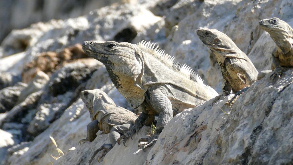 A male black spiny-tailed iguana (Ctenosaura similis) with three females basking in the sun.