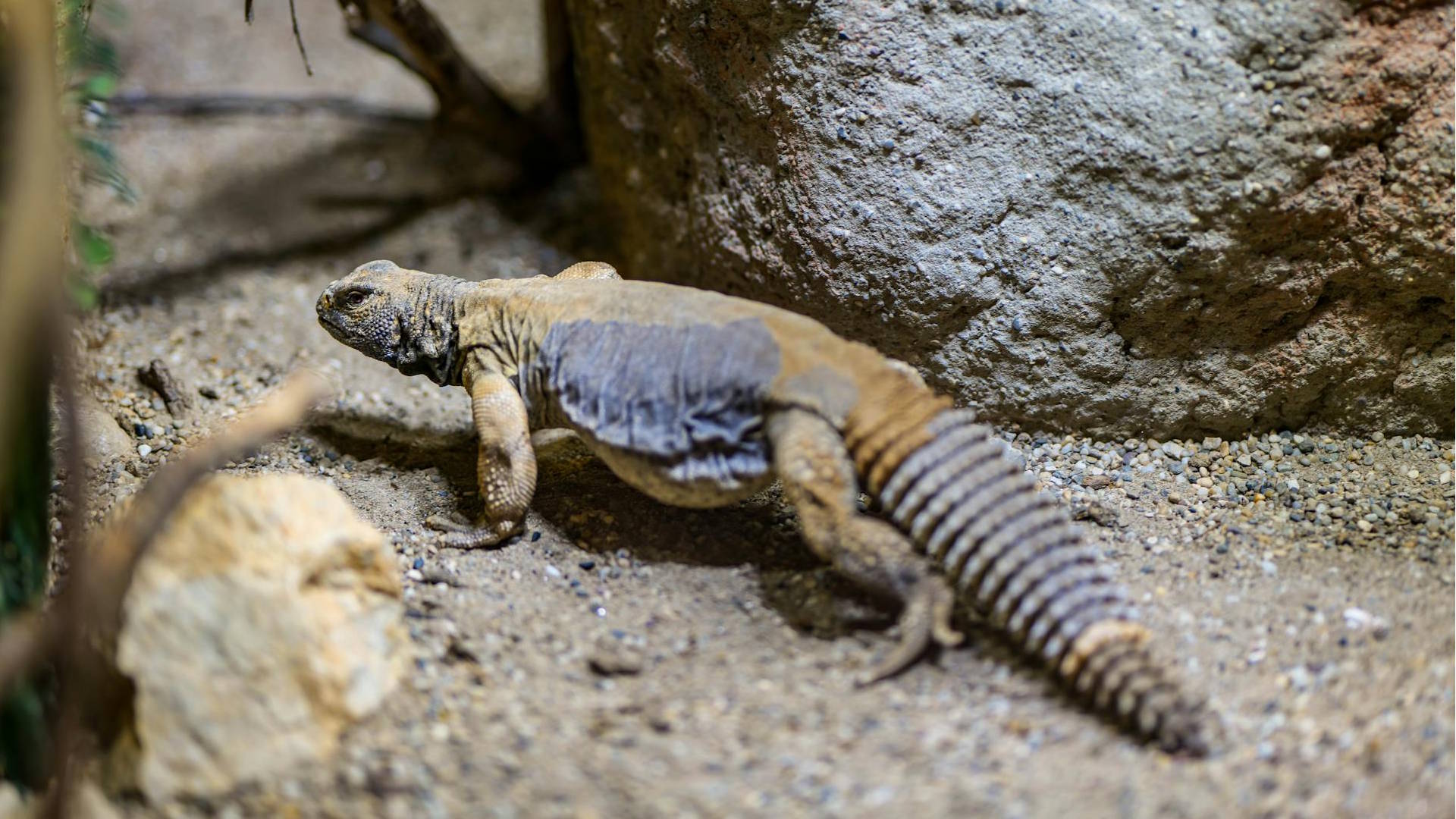 Close-up of a spiny-tailed lizard in a rocky environment, showcasing its unique skin texture and natural habitat.