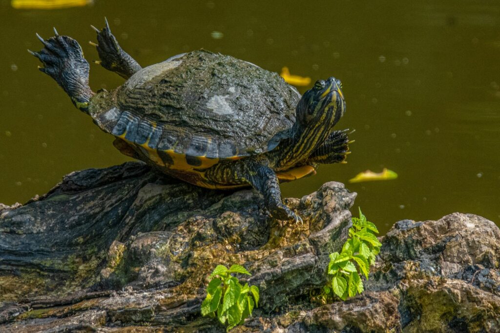 A turtle rests on a sunlit rock, showcasing its textured shell against a natural backdrop.