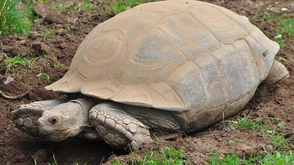 A large Sulcata tortoise resting on soil with patches of grass