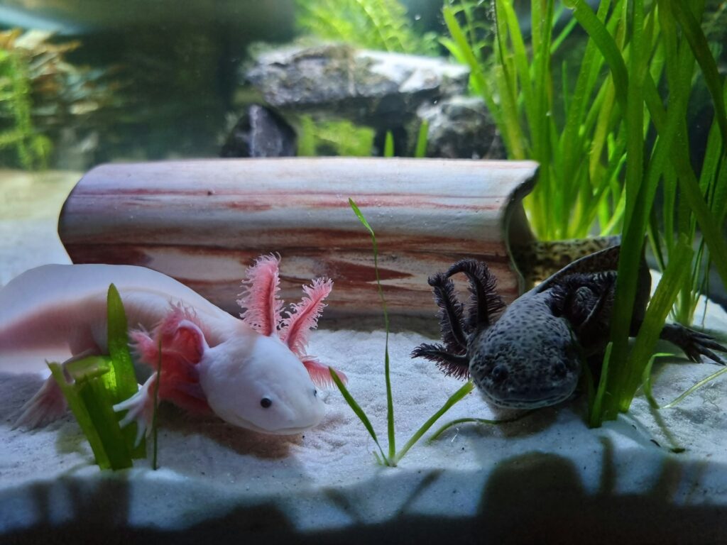 An aquarium scene features two axolotls among green aquatic plants, highlighting their distinctive gills and playful nature.