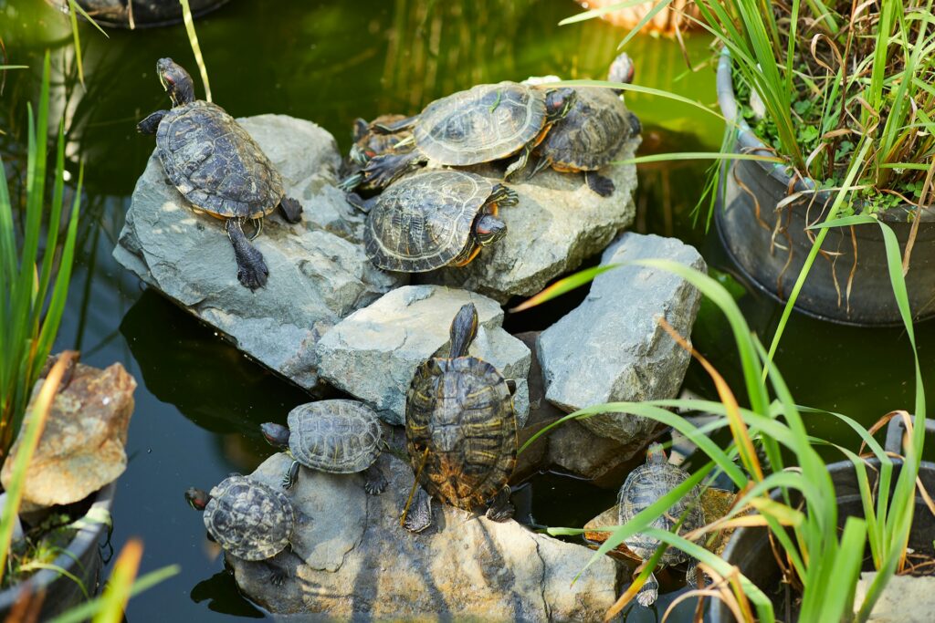 A group of turtles basking on sunlit rocks beside a tranquil pond, enjoying a peaceful moment in nature.