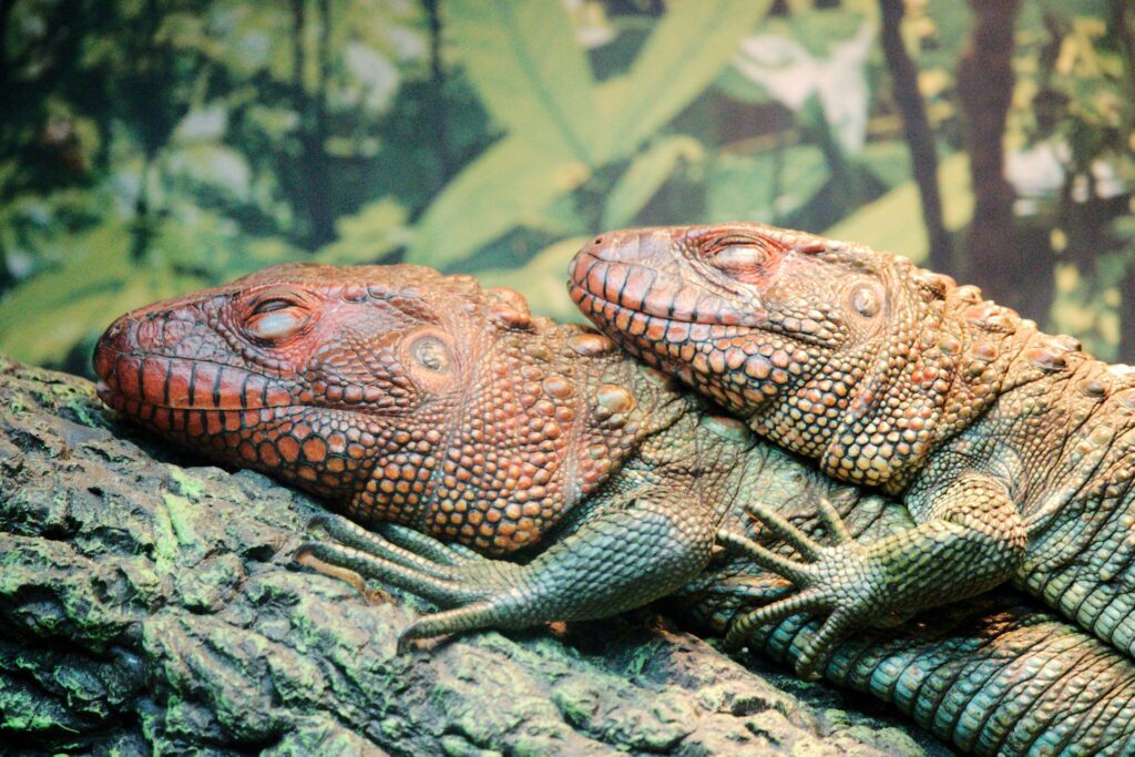 Two large iguanas resting on a thick tree branch, surrounded by green leaves and sunlight filtering through the canopy.